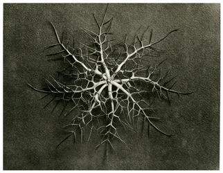 Nigella Damascena. 1929